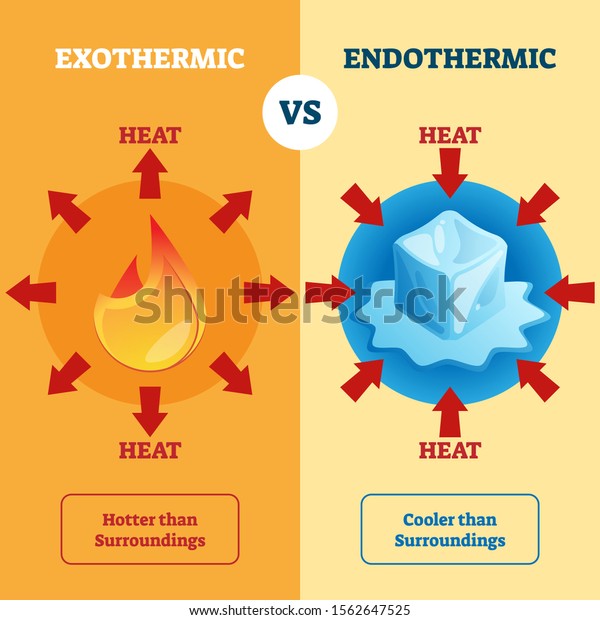 Exothermic Endothermic Vector Illustration Labeled Educational Stock Vector Royalty Free 1562647525