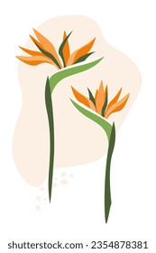 Exotic abstract strelitzia flowers. Vector graphics.