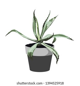 Exotic agave in pot. Houseplant in pots. Green natural décor for home and interior.