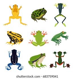 Exotic Amphibian Set Different Frogs Cartoon Stock Vector (Royalty Free ...