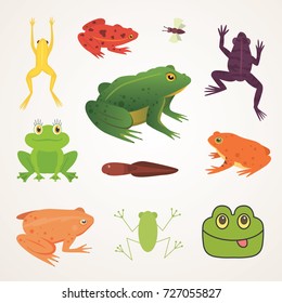 Exotic amphibian set. Frogs in different styles Cartoon Vector Illustration isolated. tropical animals