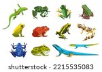 Exotic amphibians and reptiles. Serpent, reptile and amphibians, frog, iguana set. Wildlife lizard animals colorful realistic isolated on white background. Vector illustration