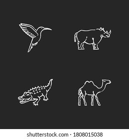 Exotic animals chalk white icons set on black background. Tropical fauna, diverse african wildlife. Little hummingbird, camel, alligator and rhinoceros. Isolated vector chalkboard illustrations