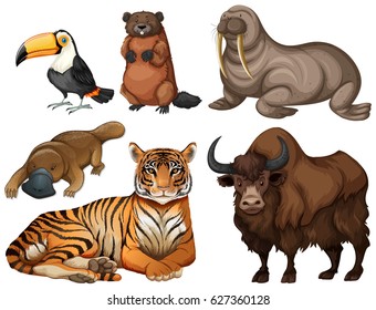 Exotic animals on white