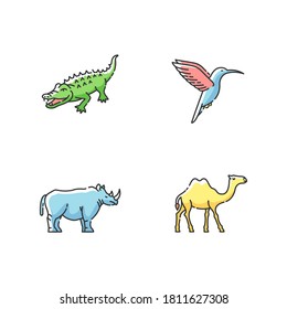 Exotic animals RGB color icons set. Tropical fauna, diverse african wildlife. Little hummingbird, camel, alligator and rhinoceros. Isolated vector illustrations