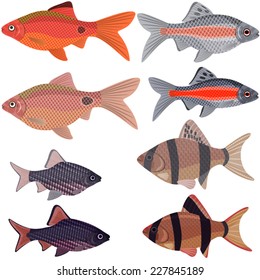 Exotic aquarium fish sort karpovy barbs, EPS10 - vector graphics.