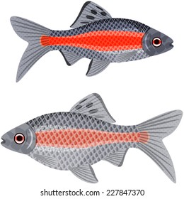 Exotic aquarium fish sort karpovy ticto barb, EPS10 - vector graphics.