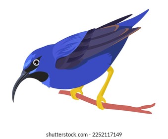 Exotic avian animal sitting on branch, isolated small birdie on twig. Tropical fauna and wilderness, character with curved long beak and claws. Zoo park and nature of warm countries. Vector in flat 