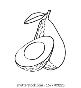 Exotic avocado fruit with leaf doodle vector illustration isolated on white background.