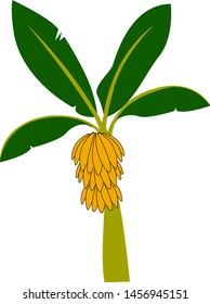 Árbol de plátano exótico, ilustración, vector sobre fondo blanco.