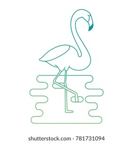exotic bird flamingo with water