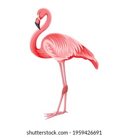 Exotic bird pink flamingo. Vector illustration, transparent background.