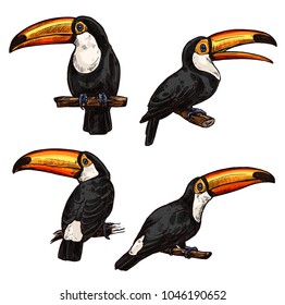 Exotic bird toucan. Hand drawn toucan on white background. Vector set of tropical birds isolated on white. Jungle tropical birds black color. Concept of wildlife and nature. Icon of exotic bird