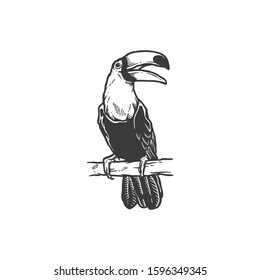 Exotic bird toucan. Hand drawn toucan on white background. Vector set of tropical birds isolated on white. Jungle tropical birds black color. Concept of wildlife and nature. Icon of exotic bird