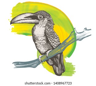 Exotic bird toucan vector hand drawn illustration
