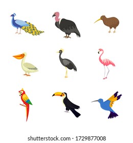 Exotic birds flat vector illustrations set. Parrot, flamingo, peacock on white background. African, Asian wild avian animals design elements. Tropical rainforest, jungle fauna isolated cliparts pack