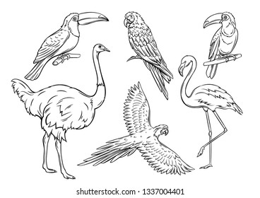 Exotic birds, hand drawn outline. Parrot, flamingo, ostrich and toucan. Cartoon iluustration for summer tropical paradise advertising vacation design. Retro style.