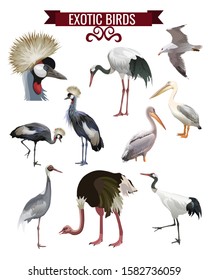 Exotic birds set. Cranes, pelicans, ostrich. Vector illustration isolated on white background in realistic style design.