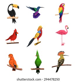 Exotic birds set with toucan parrot and flamingo isolated vector illustration