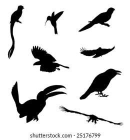 exotic birds vector illustration