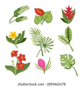 Exotic botany and foliage, tropical leaves and flourishing plants with petals and leafage. Monstera and hibiscus, Hawaiian flora or decorative elements for greeting cards. Vector in flat style