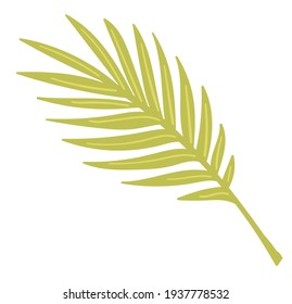 Exotic botany and tropical decoration, isolated icon of flower with lush leaves. Houseplant or monstera for decor of interior. Fashionable realistic botany and greenery. Vector in flat style