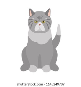 Exotic breed cat color icon. Flat design