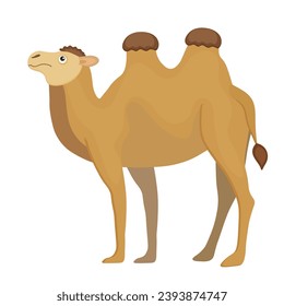 Exótico camello marrón, mamífero de dibujos animados de Egipto. Un animal lindo, divertido, feliz, infantil. Trayecto Safari, viaje sahara. Dos costillas, doblado. Aislado sobre fondo blanco. Ilustración del vector