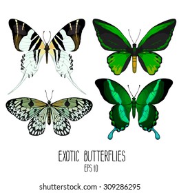 Exotic butterflies collection. Vector insects isolated on white background