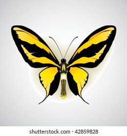 exotic butterfly on with drop shadow and soft background