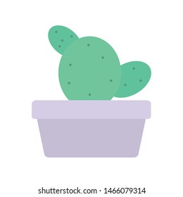 exotic cactu plant in square ceramic pot