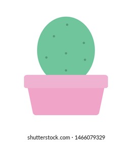 exotic cactu plant in square ceramic pot