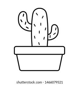 exotic cactu plant in square ceramic pot