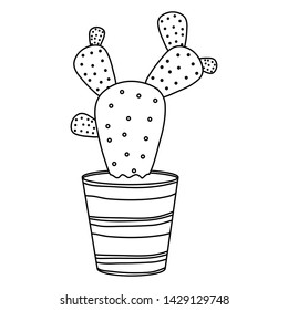 exotic cactus plant in ceramic pot