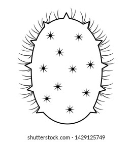 exotic cactus plant natural icon