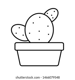 exotic cactus plant in square ceramic pot