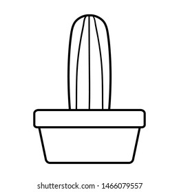 exotic cactus plant in square ceramic pot