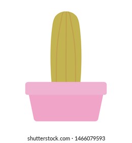 exotic cactus plant in square ceramic pot