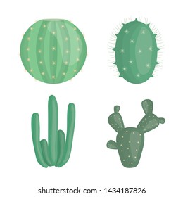 exotic cactus plants in ceramic pots