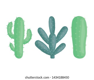 exotic cactus plants in ceramic pots