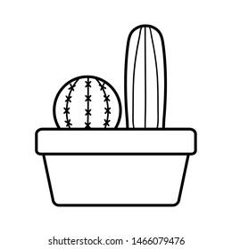 exotic cactus plants in square ceramic pot
