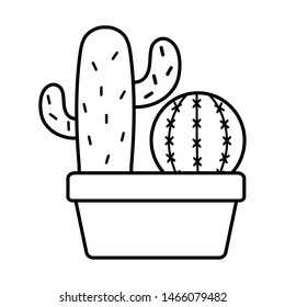 exotic cactus plants in square ceramic pot