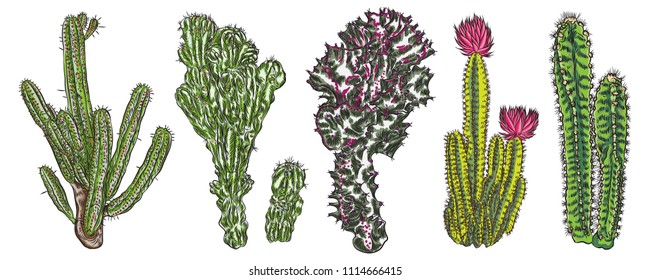 Exotic cactus succulents set. Different cactuses and cacti in color drawing style. Natural hand drawing desert plants. Vector.