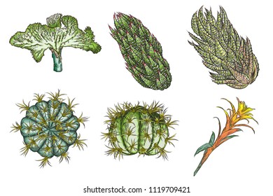 Exotic cactus succulents set. Different cactuses and cacti in color drawing style. Natural hand drawing desert plants. Vector.