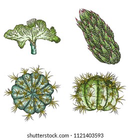 Exotic cactus succulents set. Different cactuses and cacti in color drawing style. Natural hand drawing desert plants. Vector.