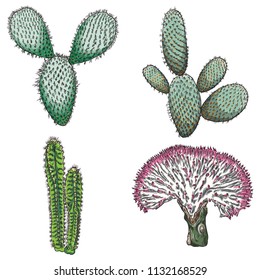 Exotic cactus succulents set. Different cactuses and cacti in color drawing style. Natural hand drawing desert plants. Vector.