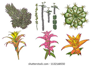 Exotic cactus succulents set. Different cactuses and cacti in color drawing style. Natural hand drawing desert plants. Vector.