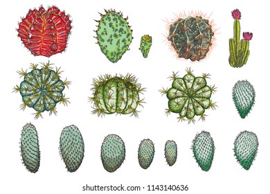 Exotic cactus succulents set. Different cactuses and cacti in color drawing style. Natural hand drawing desert plants. Vector.