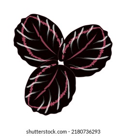 exotic calathea black lipstick plant
