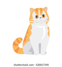 Exotic cat breed. Cute red cat seating flat vector illustration isolated on white background. Purebred pet. Domestic friend and companion animal. For pet shop ad, animalistic hobby concept, breeding